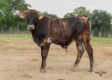 BCR Bingo Bull Calf