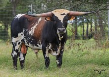 HR Commando Rose Bull