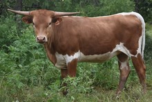 HLR SONOMA SAGE