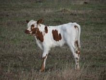 FMB Bull Calf 112