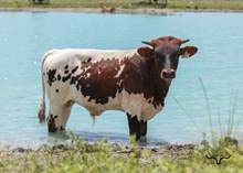 BL Safari Up Bull 3