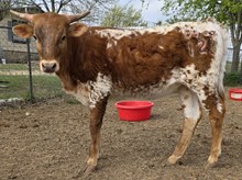 Double the Good Vibes DSM