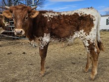 Double the Good Vibes DSM