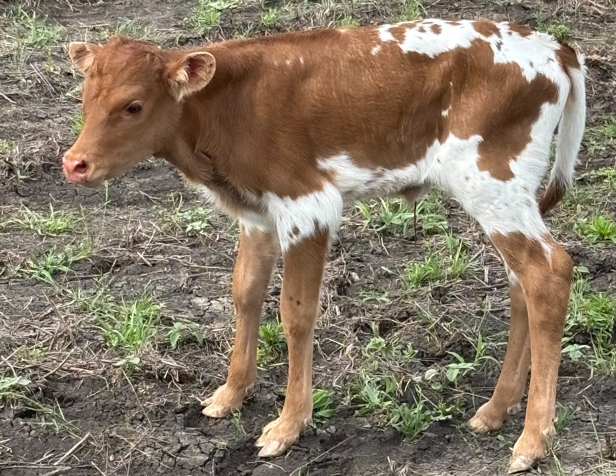 RC Pacific Pirate x Royal Lily Heifer