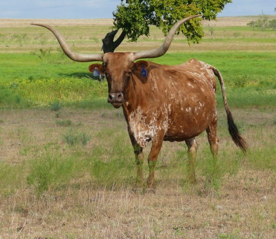 J.R. ELLA