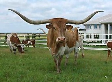 TX W Lucky Lady