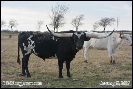 Cowboy Charlemagne SRC